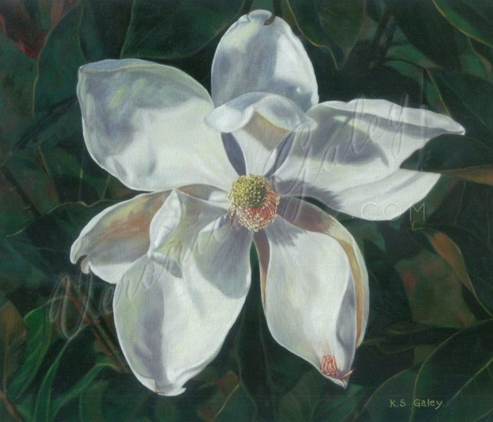Magnolia