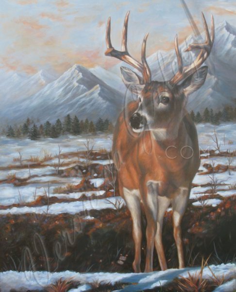 Morning Deer