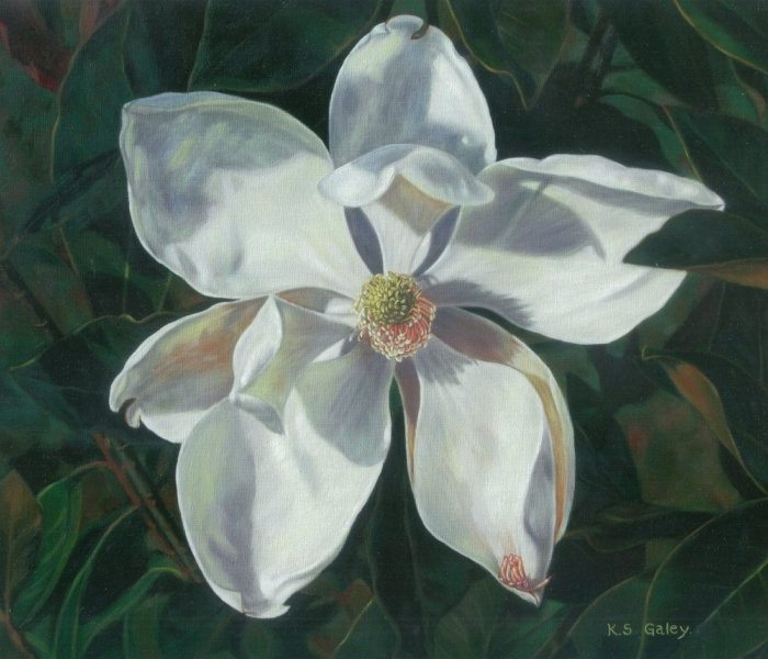 magnolia2